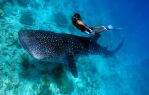 Read more about the article Swim with Whale Sharks in Donsol: Your Unforgettable Adventure