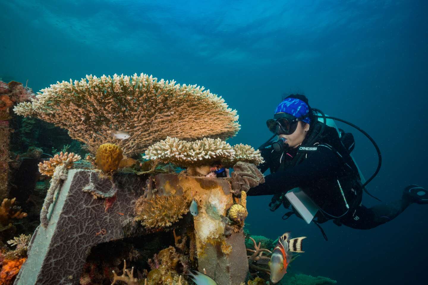 Read more about the article Coral Restoration Projects: Rehabilitating Reefs in Coron