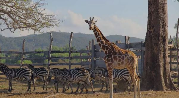 You are currently viewing Wait, Giraffes in the Philippines? YES! Discover Calauit Wildlife Sanctuary 👀