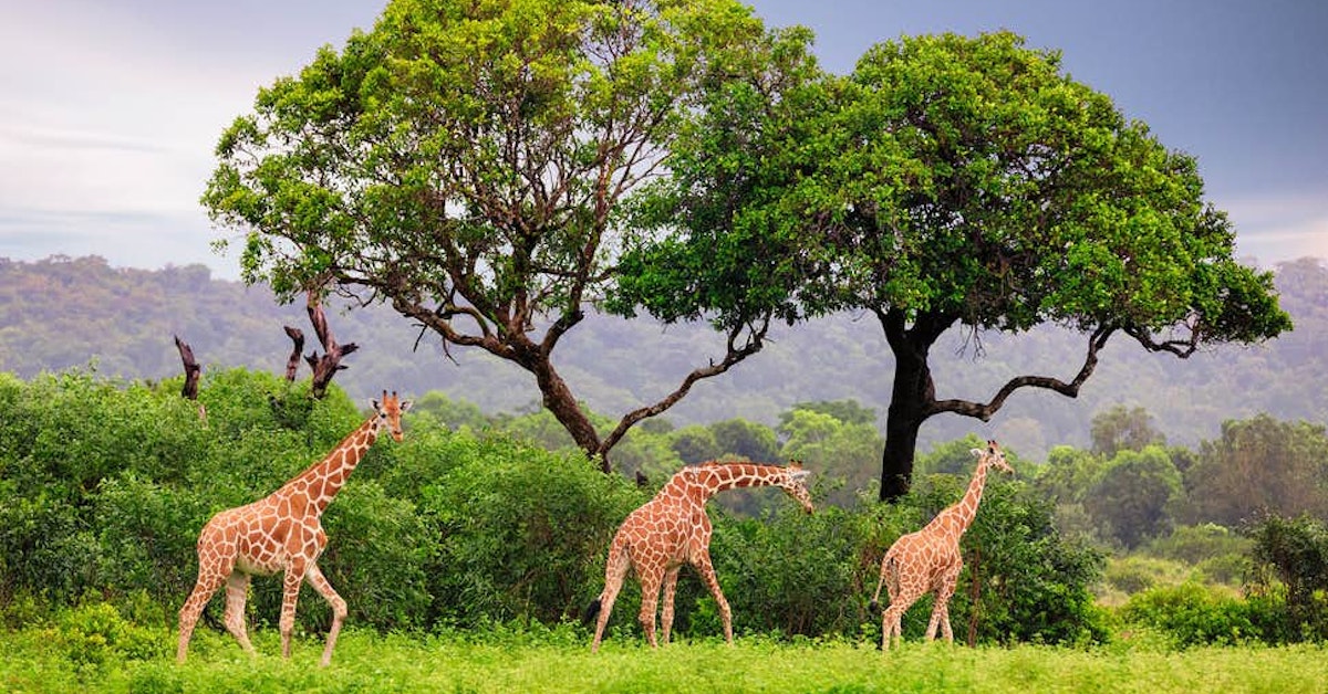 Meet Giraffes & Zebras: Calauit Safari Adventure