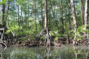 Read more about the article A Journey Through Nature: Explore Palawan’s Mangrove Forests