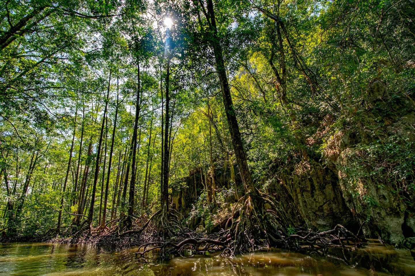 mangroves