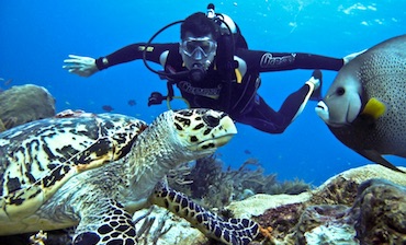 scuba and turtle