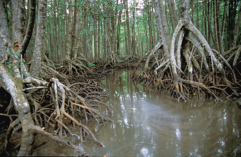 Mangrove Forest in the Philippines