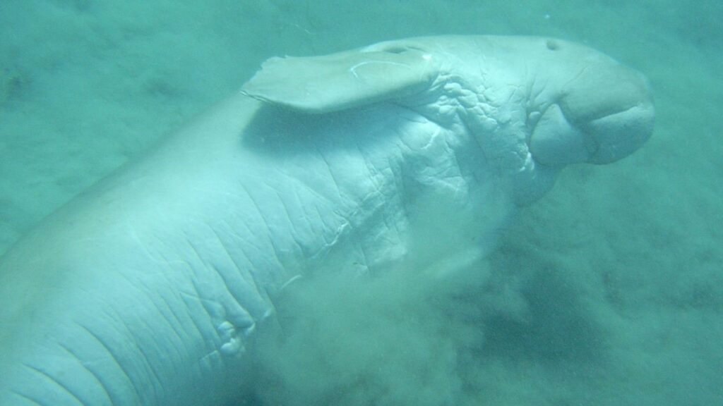 dugong expedition tour sea cow