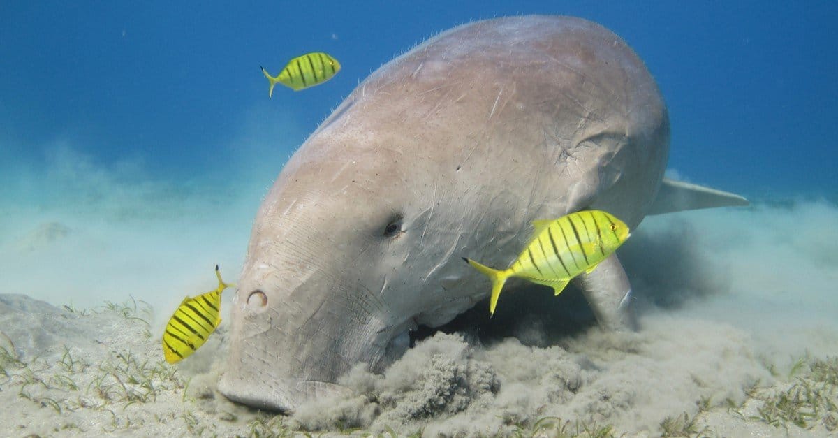 Swim With Dugongs: The Gentle Giants of the Sea 1 Swim With Dugongs
