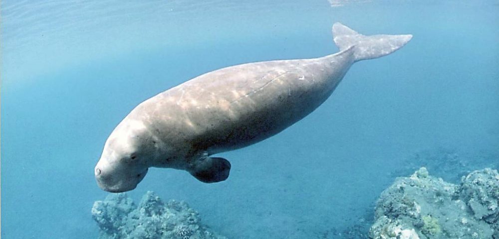 Swim With Dugongs: The Gentle Giants of the Sea 2 1 & 2-Day Dugong tour